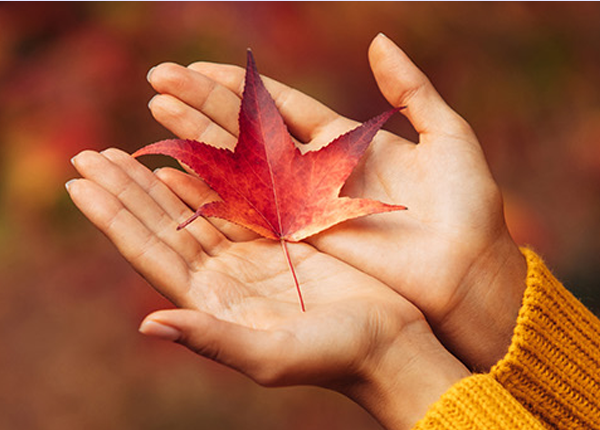 Hands holding a red autumn leaf against a blurred background.