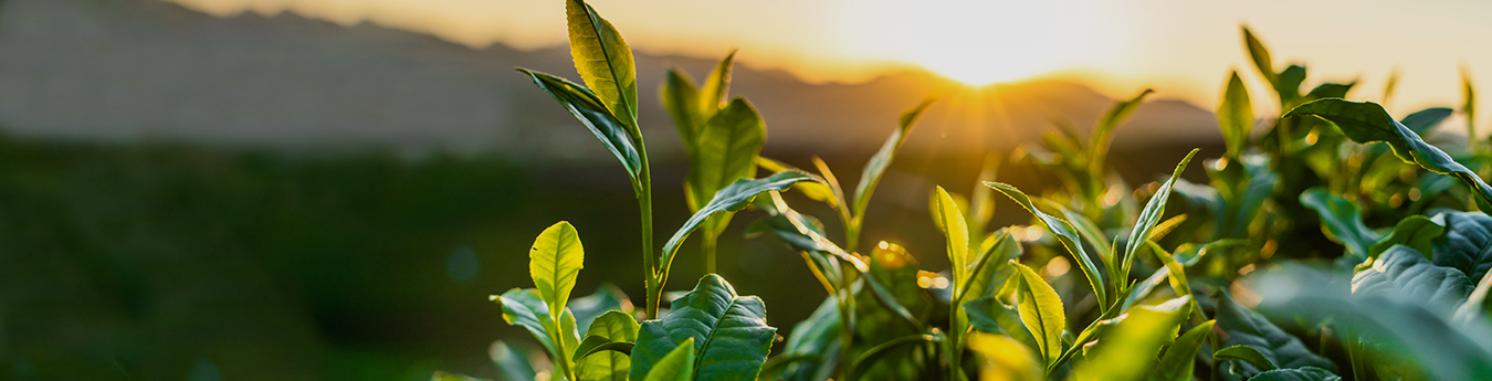 COLA helps your pension grow 