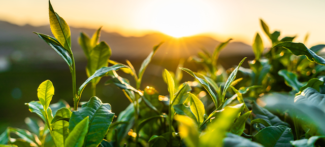 COLA helps your pension grow 